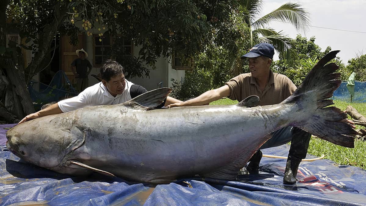 Kaksi thaimaalaista kalastajaa esittelee Mekong-joesta pyydystämäänsä jättiläiskissakalaa.