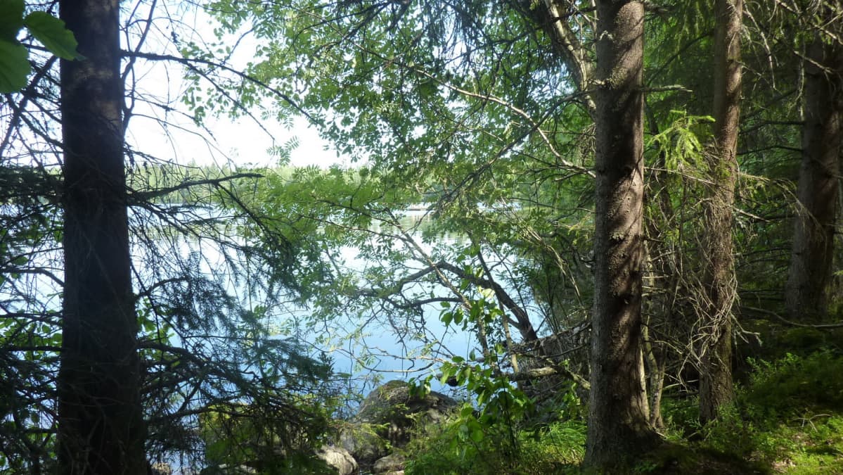 Metsämainen järvimaisema.