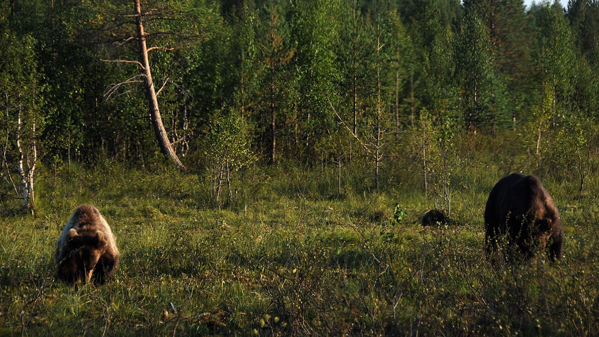 Kaksi karhua nuuskivat maata metsän laidalla.