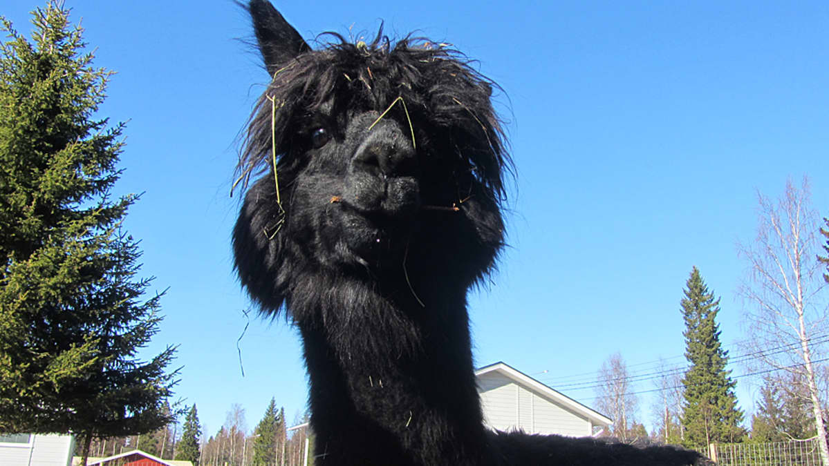 Lähikuva alpakasta