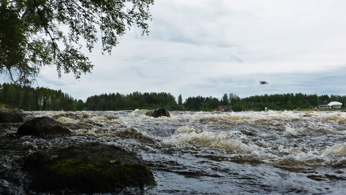 Kuusaankoski Laukaassa.