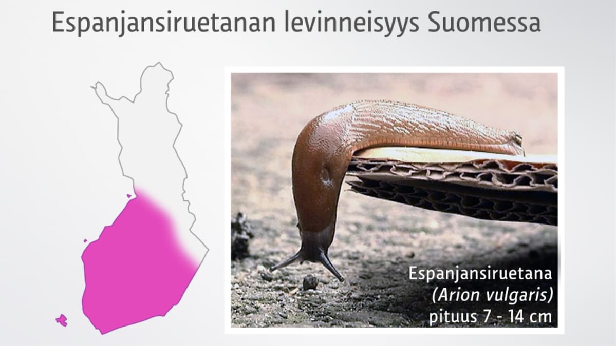 Grafiikka.