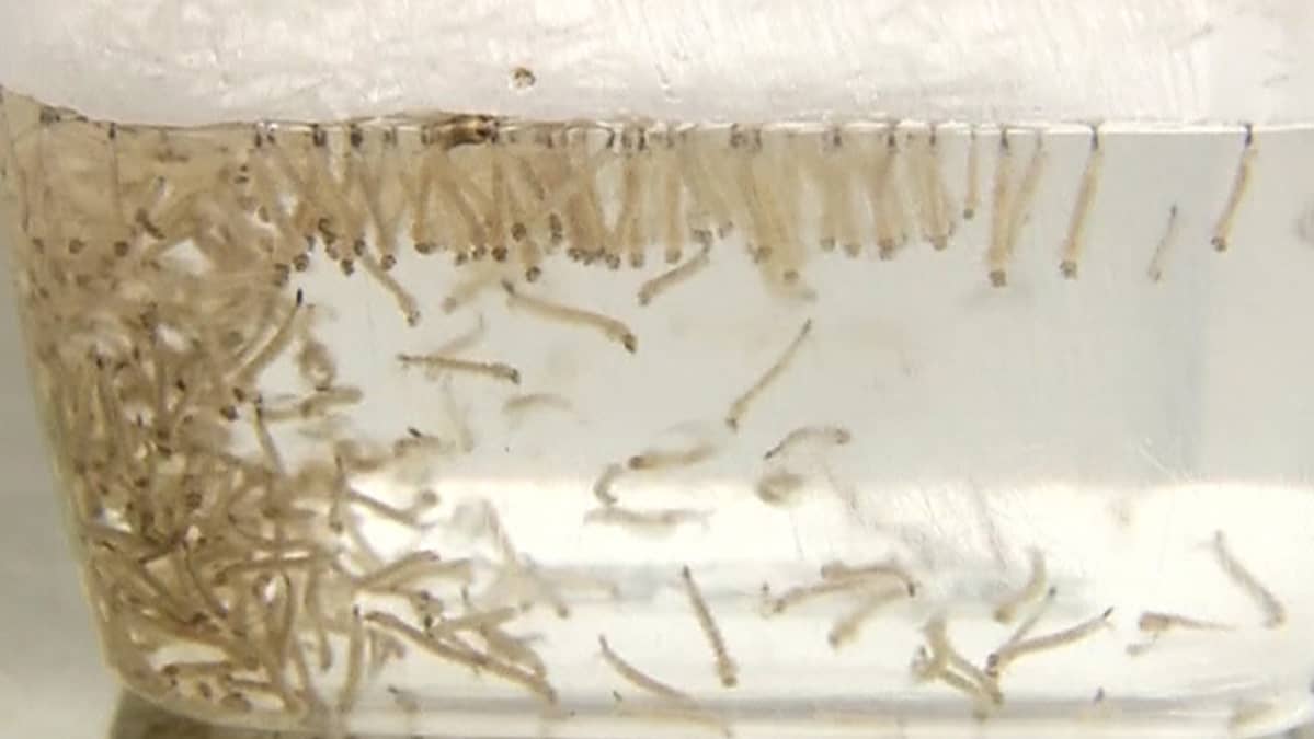 Dengue-kuumetta levittävän Aedes Aegypti -hyttyslajin toukkia laboratoriossa.