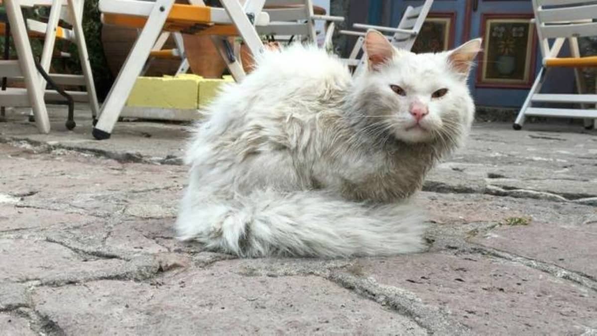 Tämä pakolaisperheen kissa karkasi kun kumivene saapui Lesbokselle.