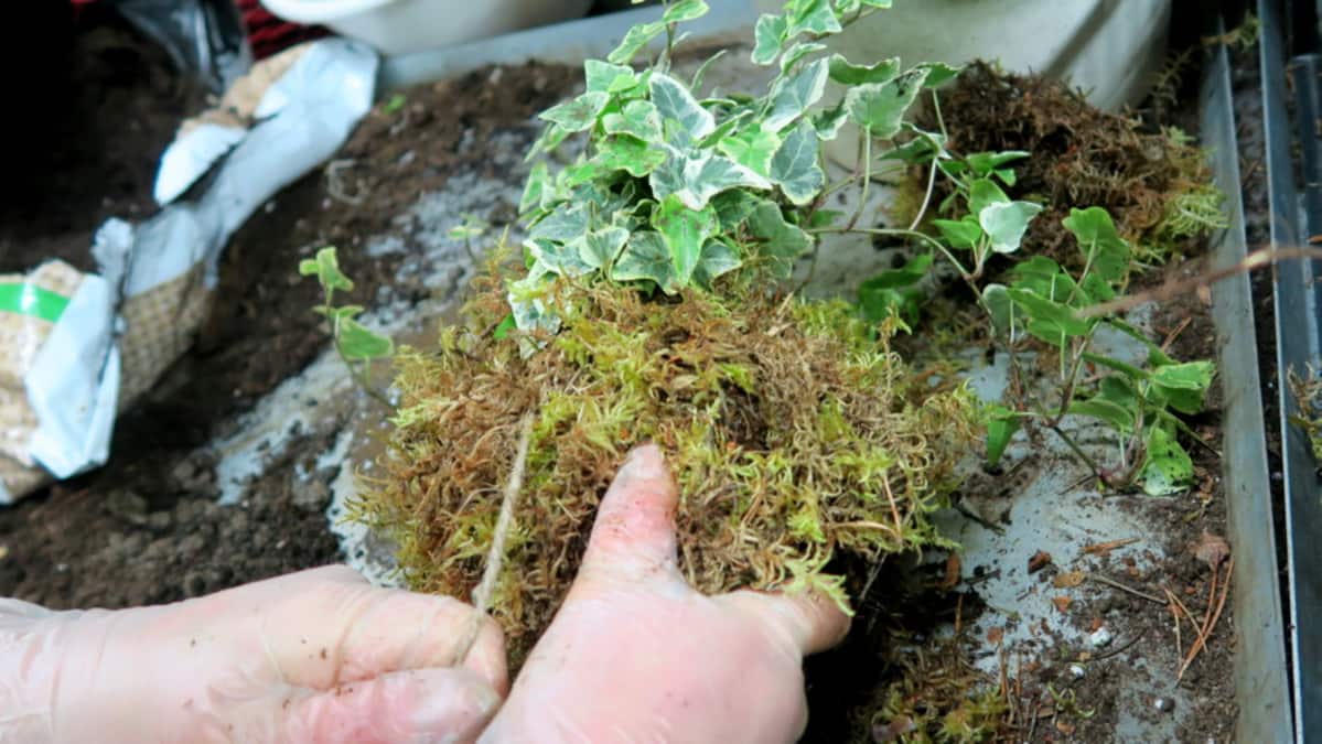 Kokedama-sammalpallon tekoa