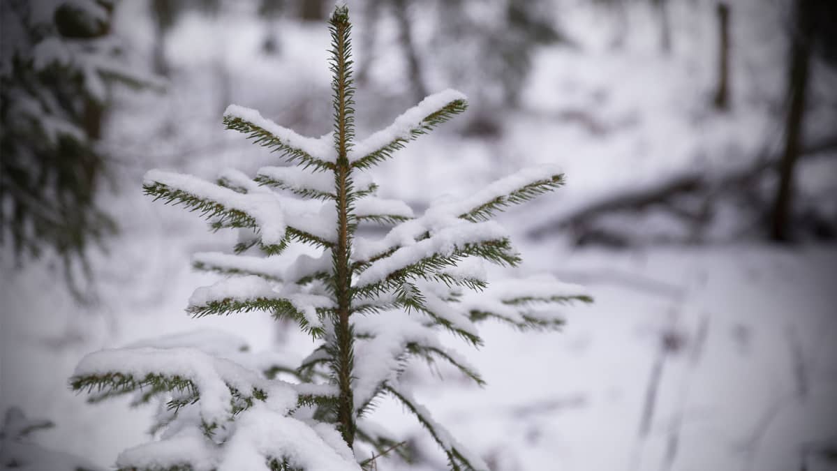 Talvinen metsä.