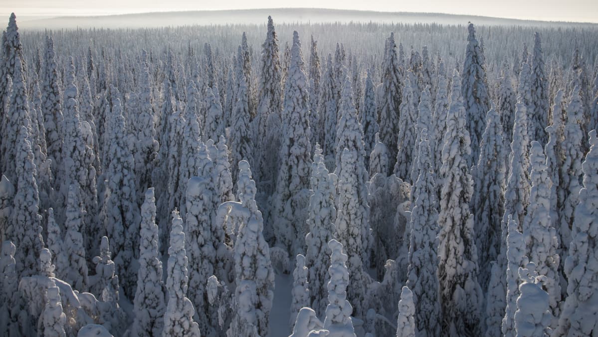 Tykkylumipuita joiden takana siintää vaara.
