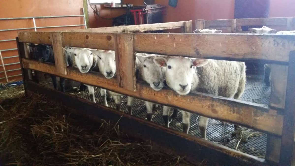 Lampaat Rissasen lampolassa