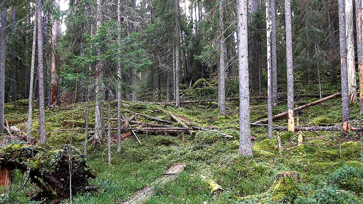 Vanhaa metsää