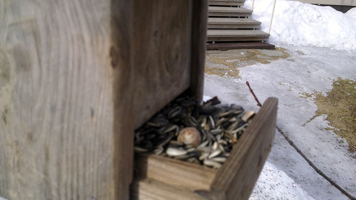 Viherpeipon munia lintulaudalla