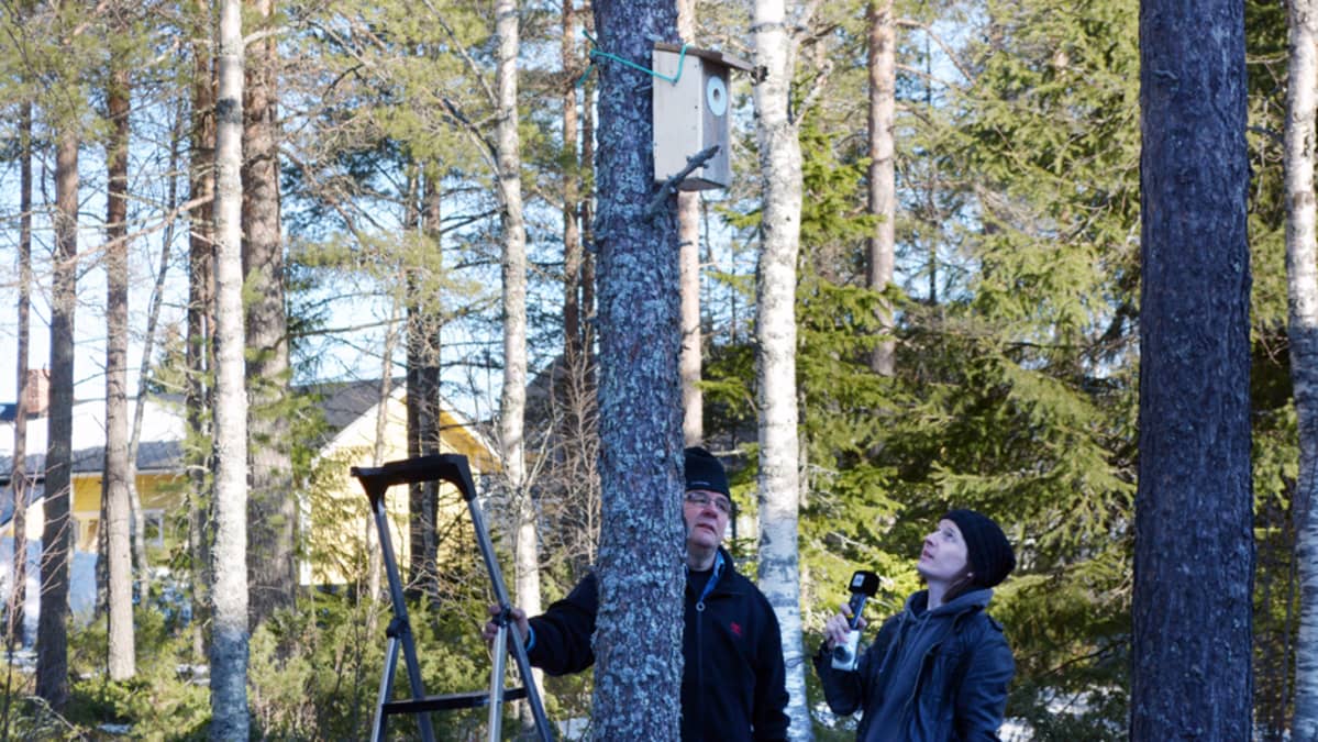 Linnunpöntön tekijä Antero Raipalo Risto Koskisen haastattelussa.