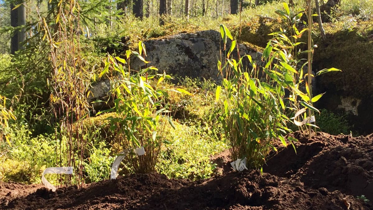 Ähtärin eläinpuiston alueelle istutettiin tänään ensimmäiset bambuntaimet.