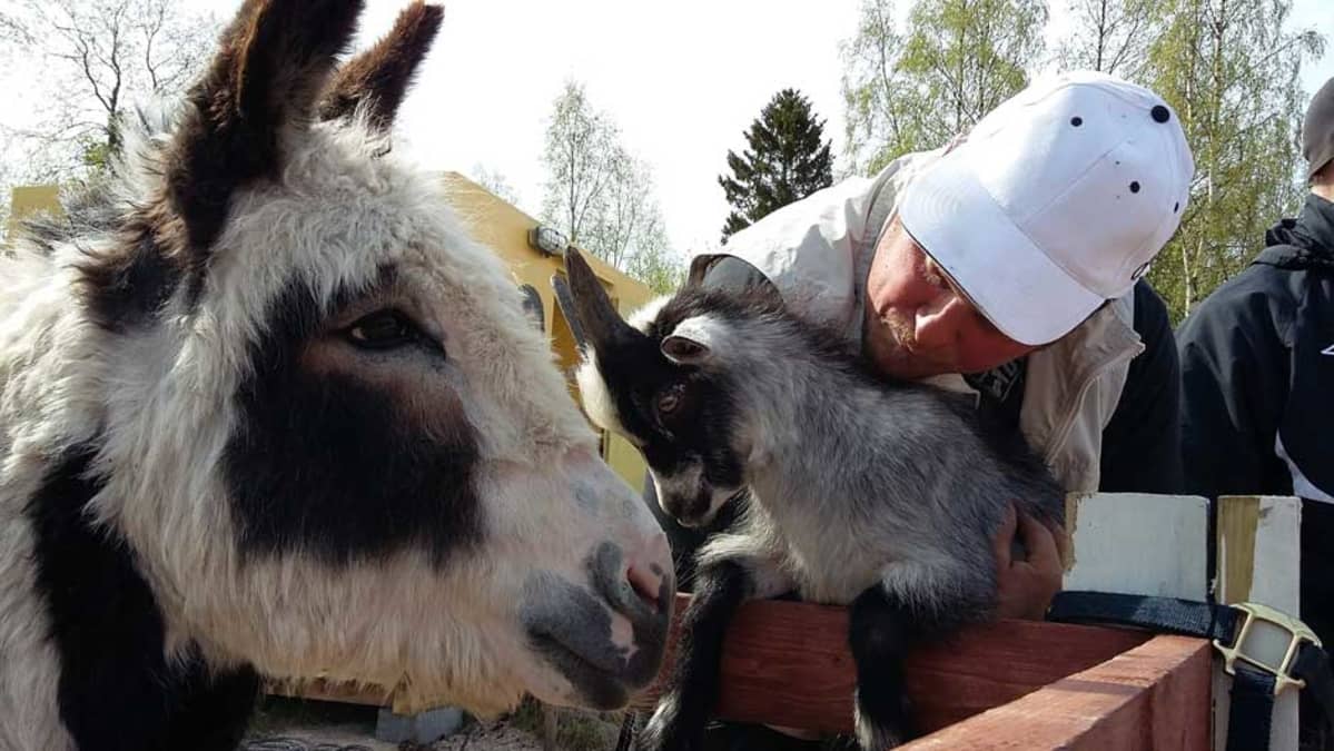 Aapeli-aasi, afrikkalainen kääpiövuohi ja yrittäjä Samuli Myllyneva