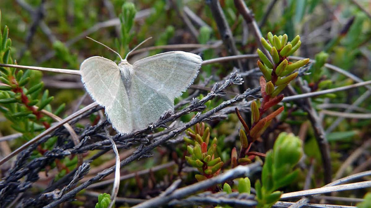 Kanervamittari (Chlorissa viridata)