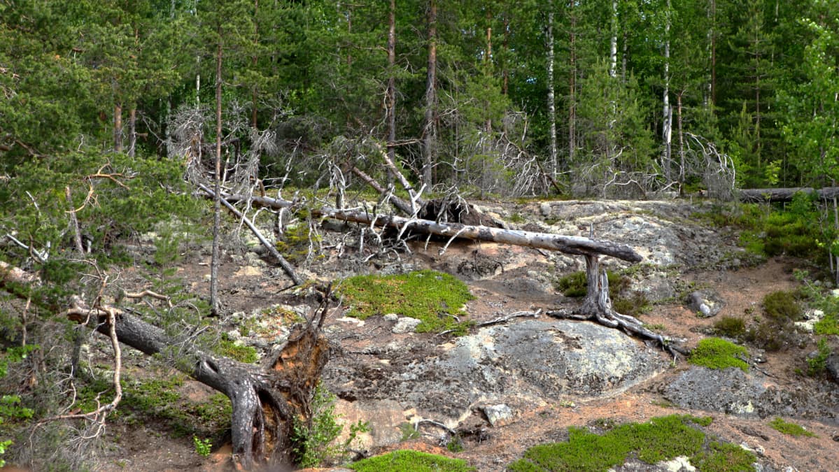 Etelä-Konneveden kansallispuistoa.