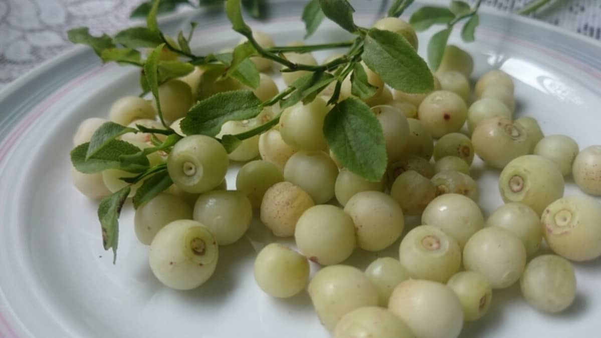 Valkoisia mustikoita lautasella