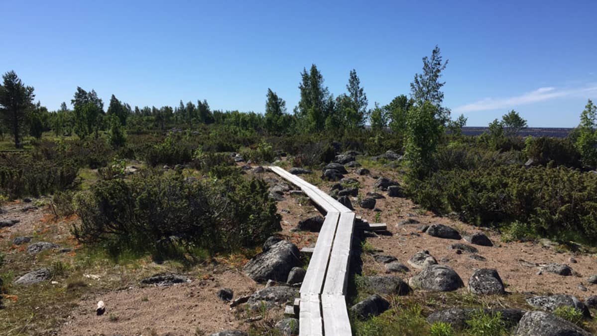 Pitkospuut Perämeren kansallispuistossa