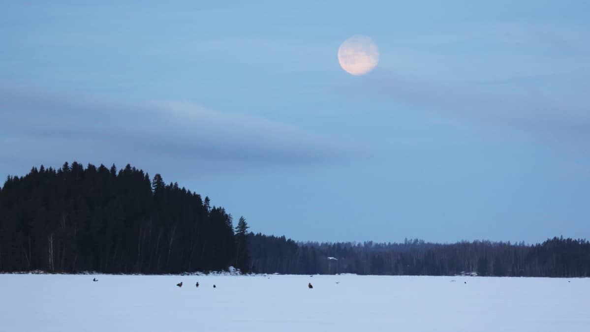 Kotkia järven jäällä kaukaisuudessa.
