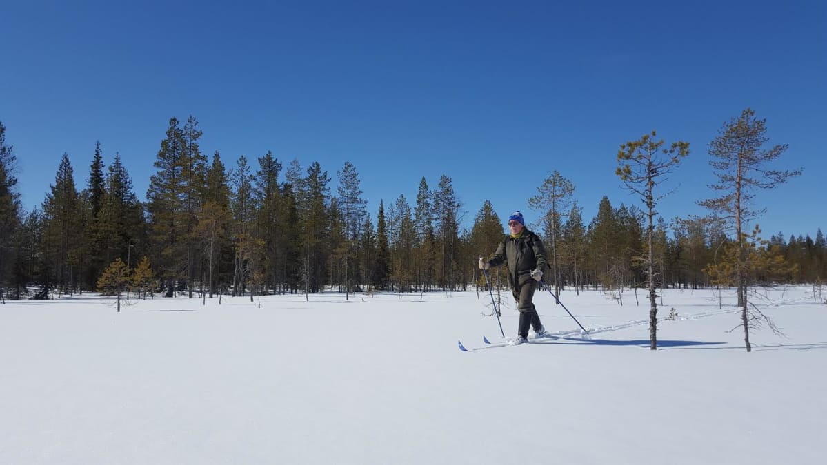 Jorma Saarimaa hiihtelee metsässä Kuusamossa