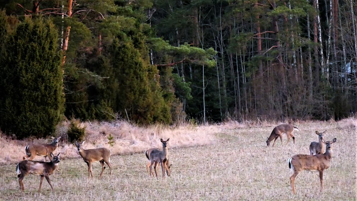 Valkohäntäpeuroja metsänlaidassa.