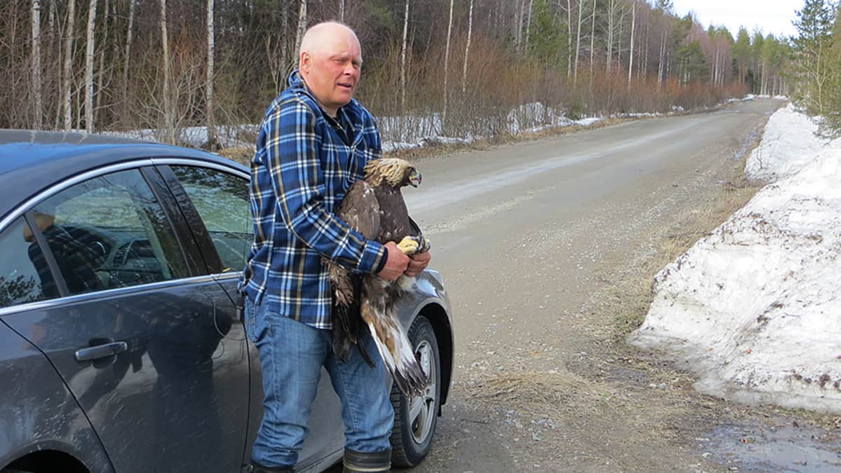 Jouko Kärkkäinen kotka sylissään.