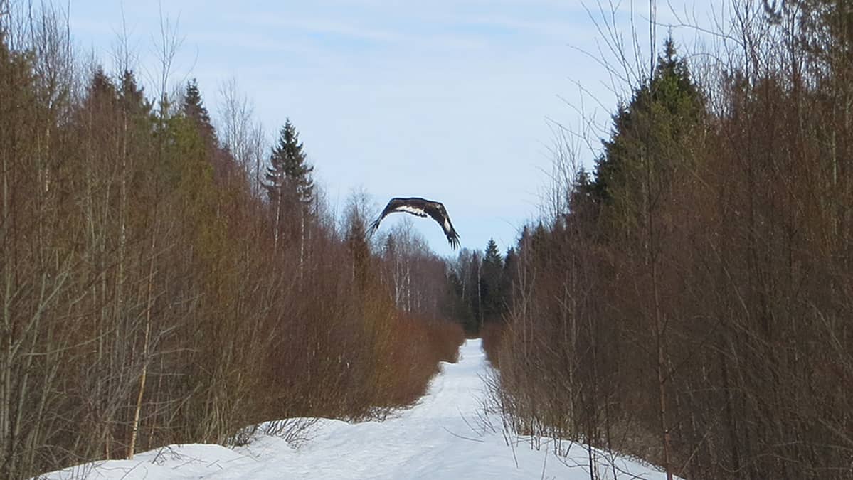 Kotka lentää.