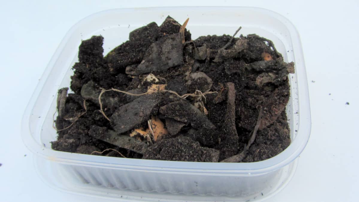 Bokashista otettua biojätettä sekoitettuna multaan.