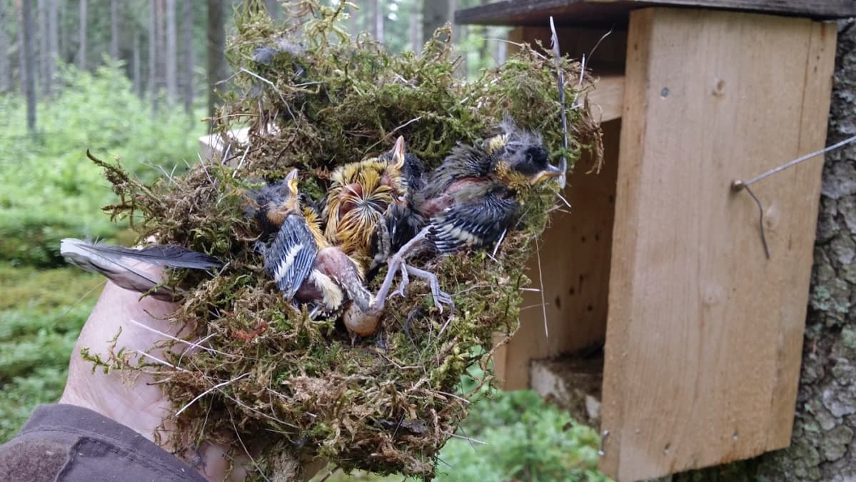 Pönttöön kuolleita linnunpoikasia