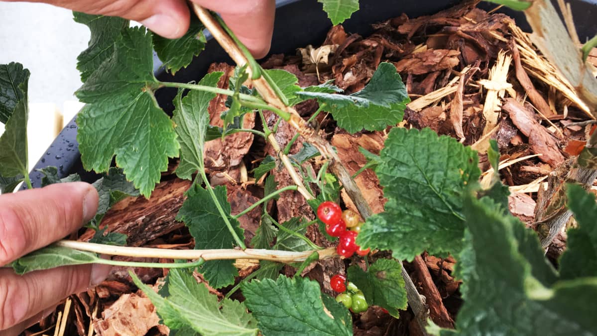 Muutama punainen marjaterttu viinimarjapensaassa