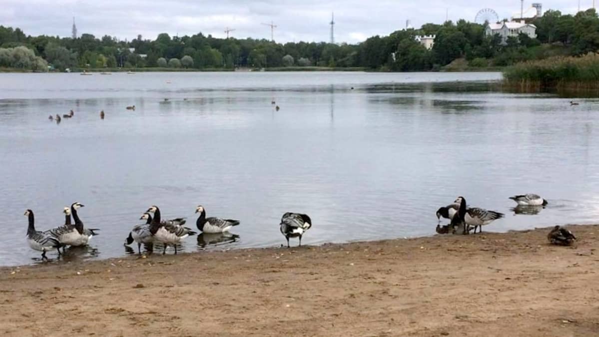 Valkoposkihanhiparvi on tuttu näky Helsingin Töölönlahdella.