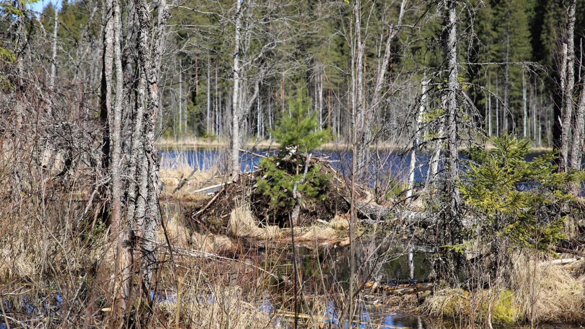MAjavanpesä Evon tutkimusmetsässä