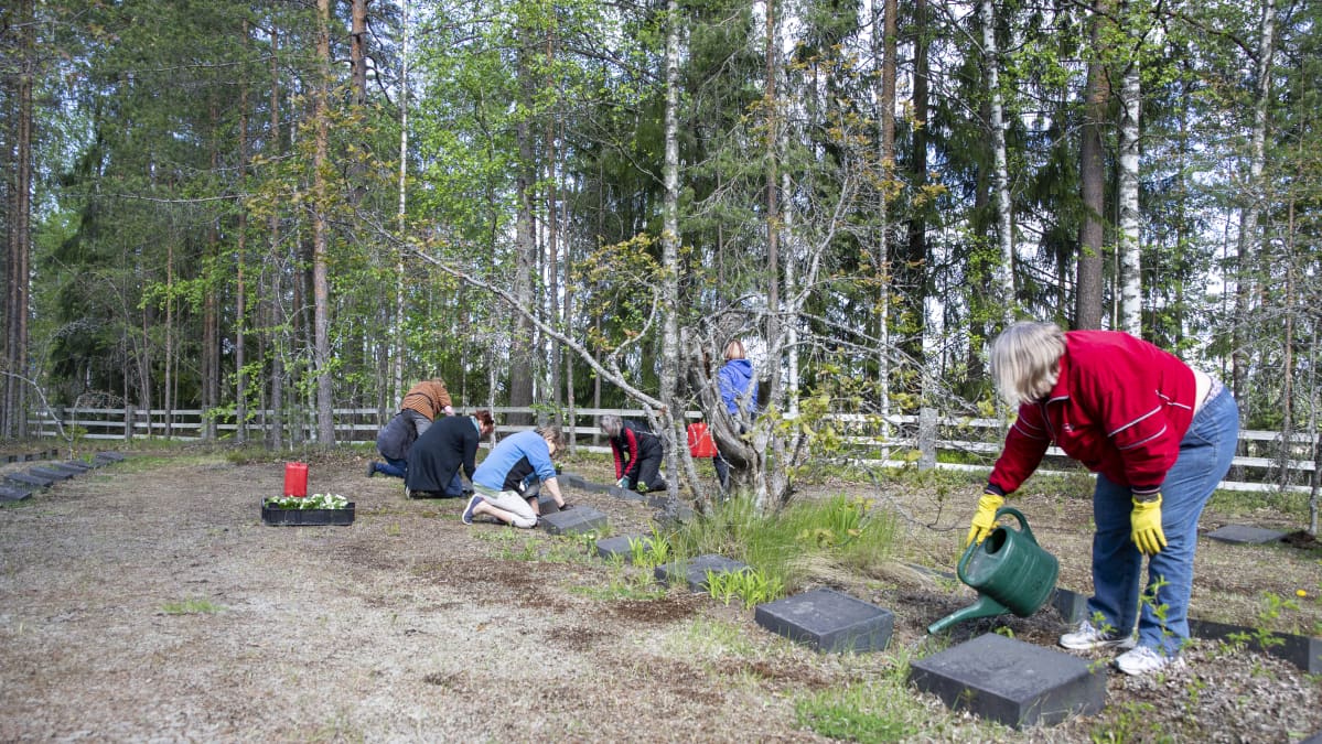 Martat hoitamassa Rauhan sairaalan hautausmaata.