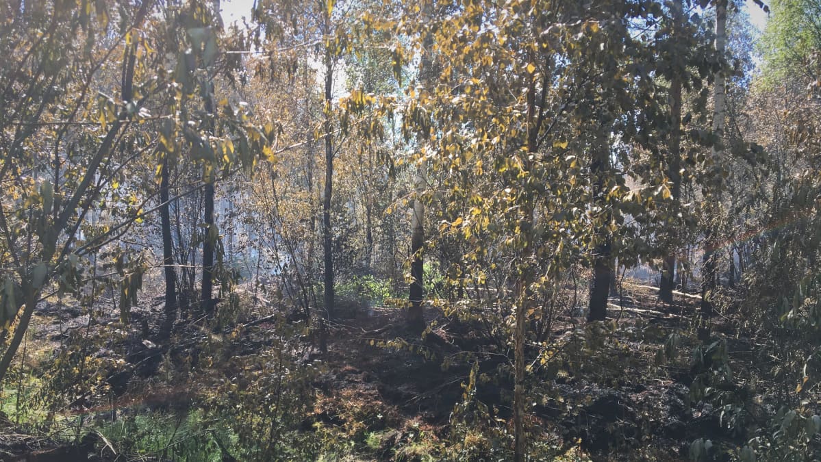 Muhoksen metsäpalo.