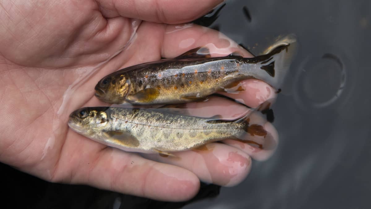 1-vuotiaat lohen ja tamenen poikaset on helppo erottaa toisistaan. Alla vaaleampi lohi ja yllä punapilkkuinen taimen.