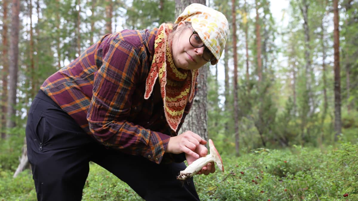 Piritta Marttila etsii sieniä Sinetän vaaraisista metsistä Rovaniemellä