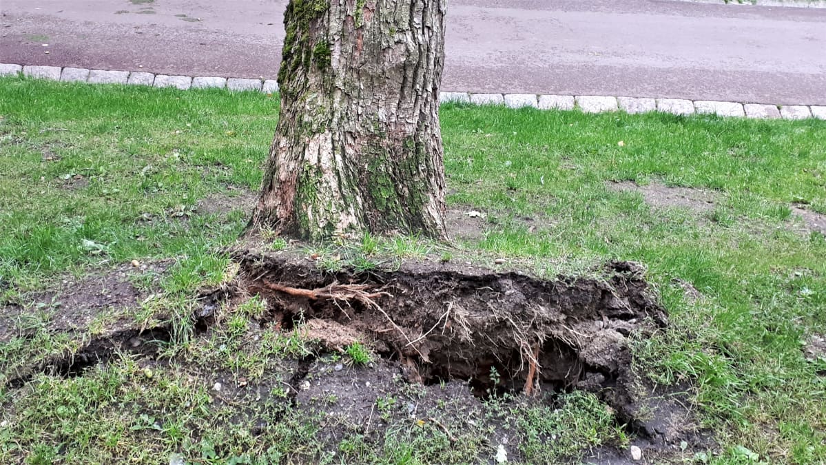 Myrskytuuli on repinyt jalopuuta juuriltaan Turun Puolalanpuistossa.
