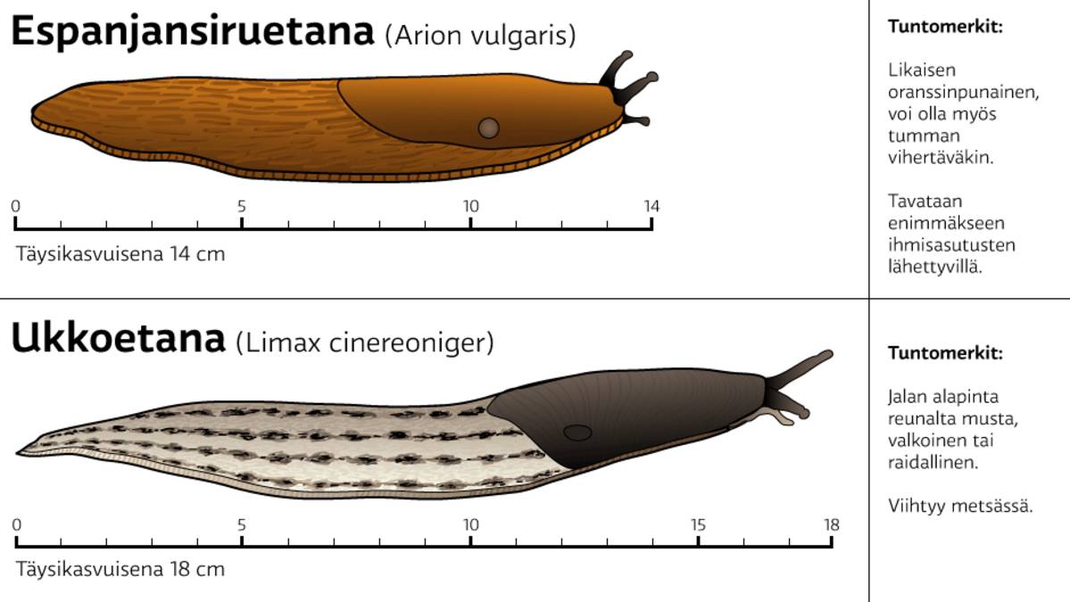 Kotiloiden tuhoaminen