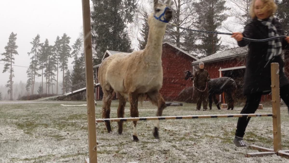 laama-agilityharjoitukset