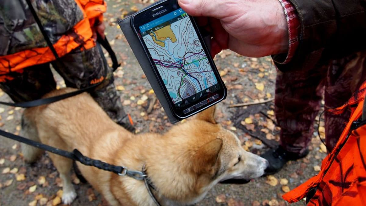 Hirvikoiran liikkeitä metsässä seurataan GPS-paikannuslaitteiden avulla.