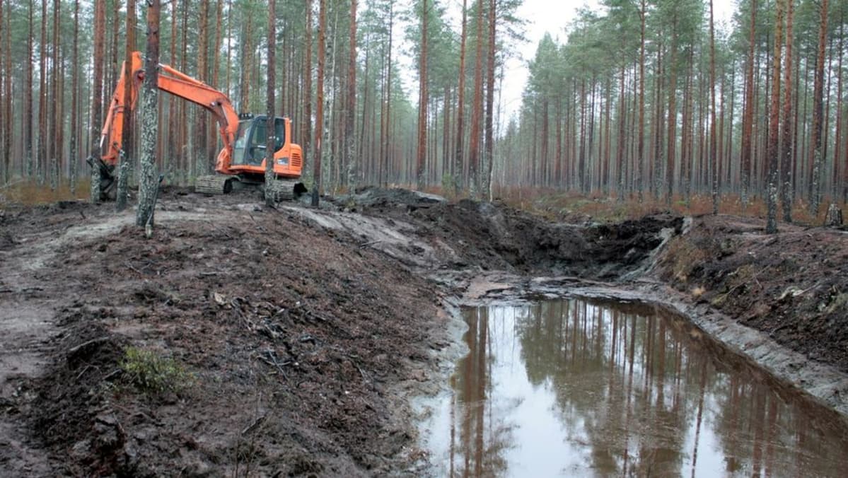 Laskeutusallas metsäojassa.