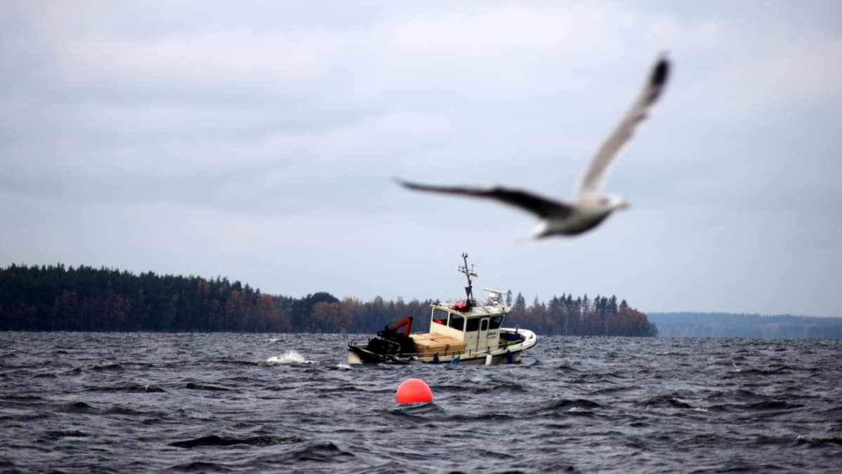 saimaa kalastus muikku troolaus lappeenranta