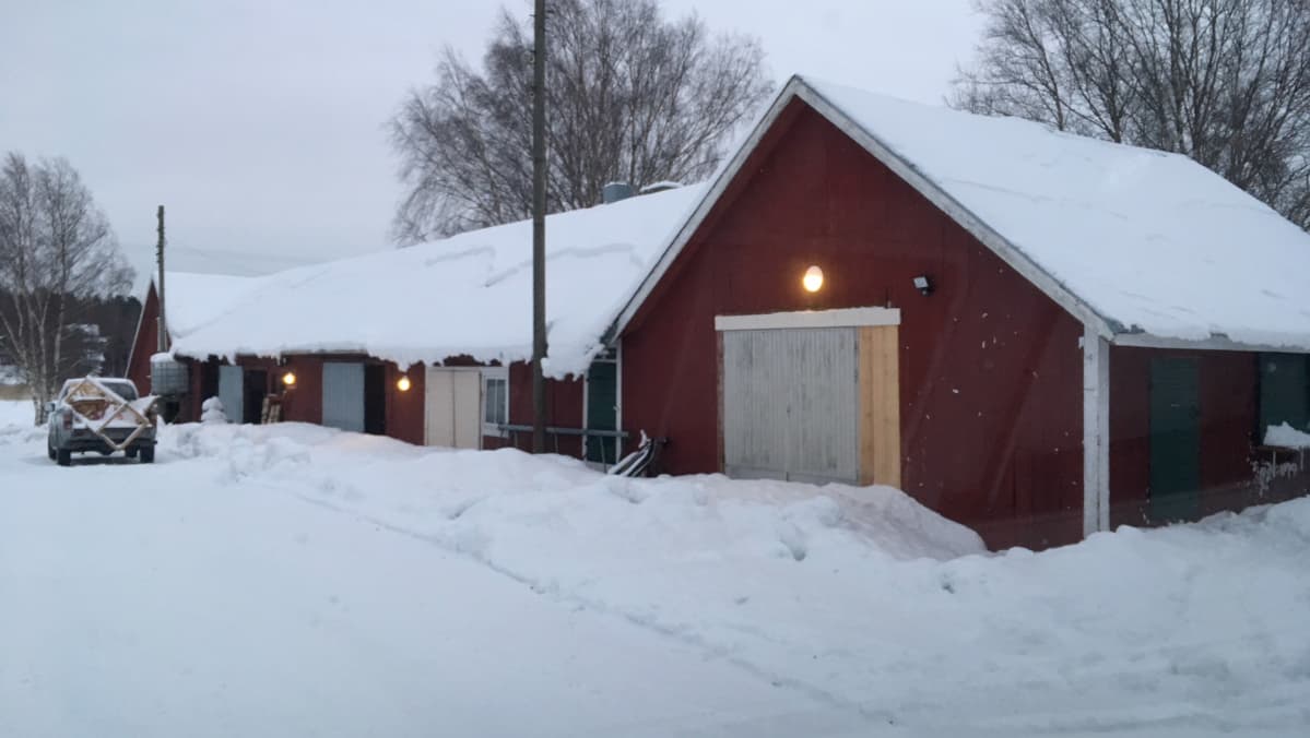 Robin Libäck viljelee pihapiirinsä ulkorakennuksessa osterivinokkaita.