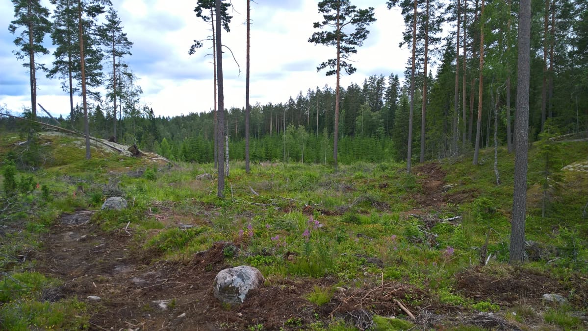 Metsäpolku mutkittelee metsässä.