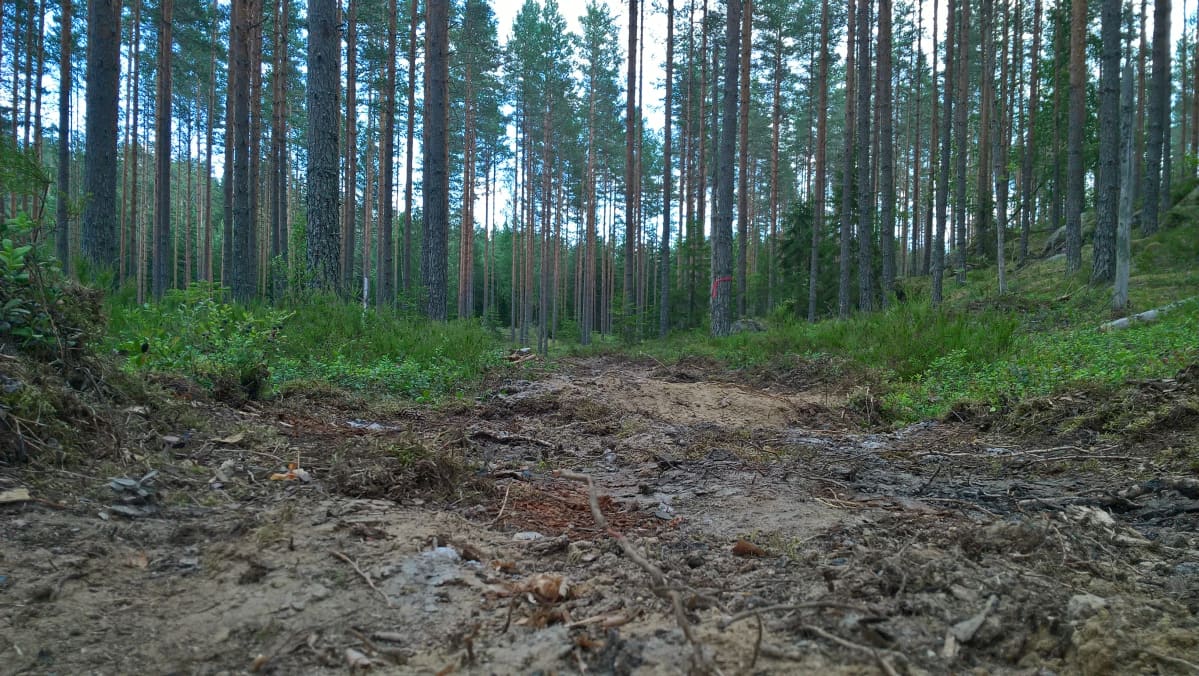 Metsäpolun tekemistä.