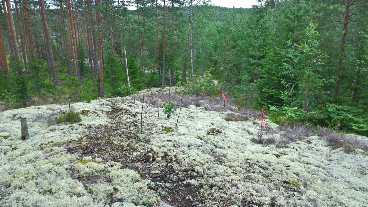 Metsäpolun ura kiertää jäkälistön läpi.