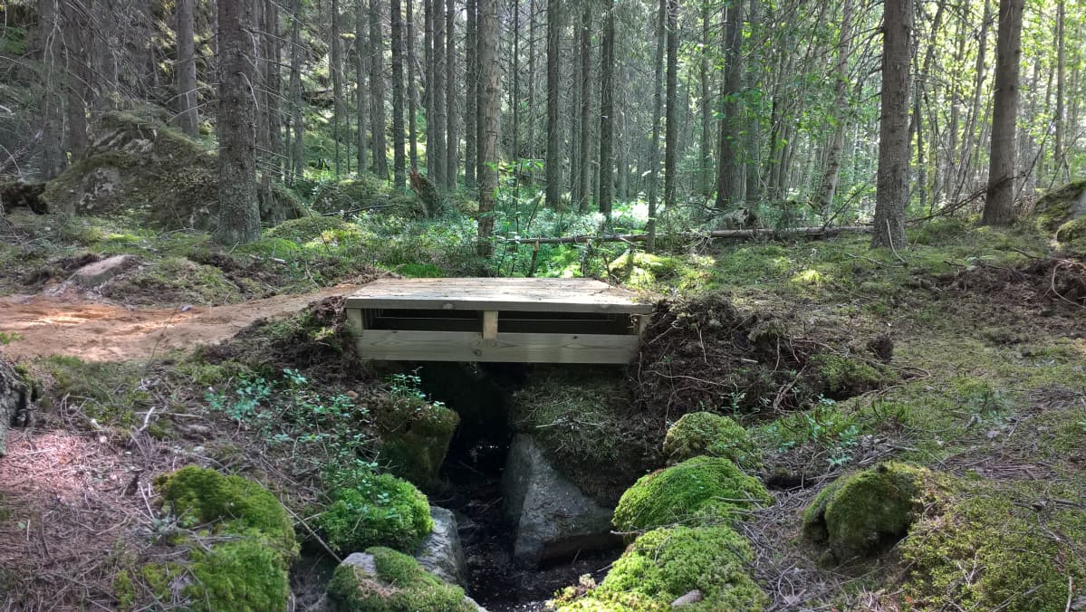 Uusi puinen silta asennettuna metsäpolun varrelle.