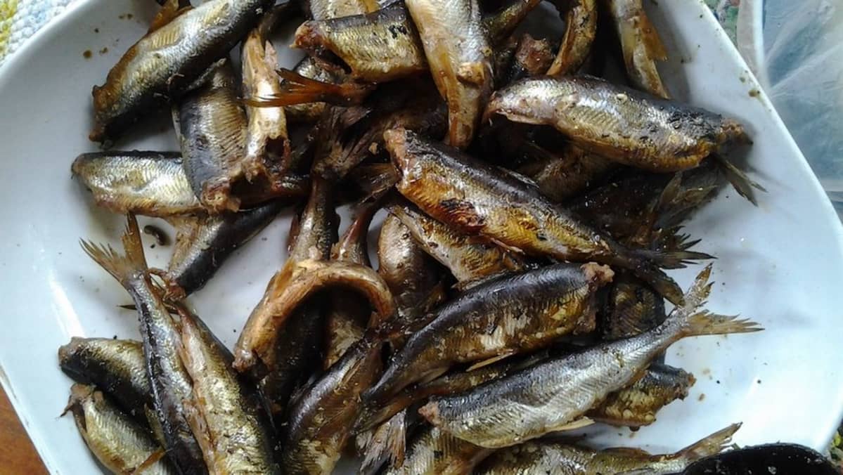 Savustettuja muikkuja lautasella.