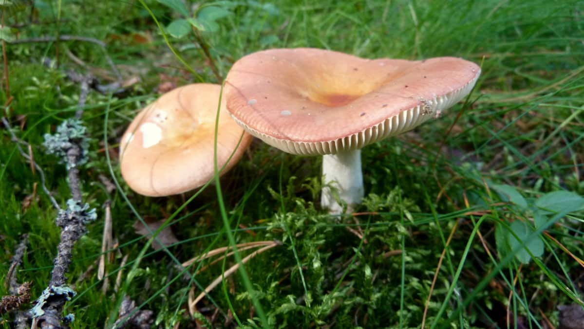 Kangashapero