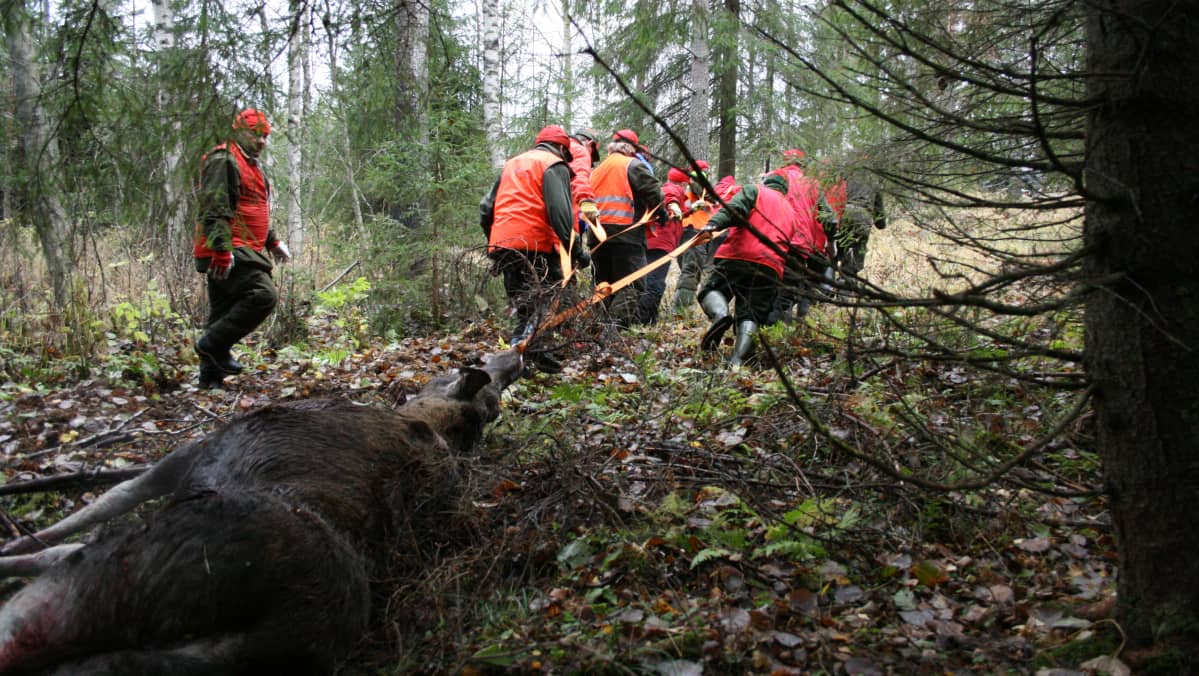 Hirvenruhoa vedetään pois metsästä.