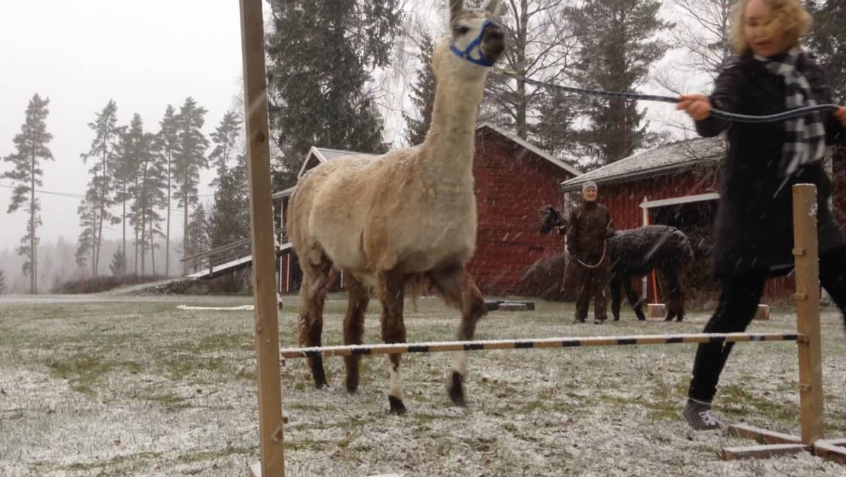 laama-agilityharjoitukset